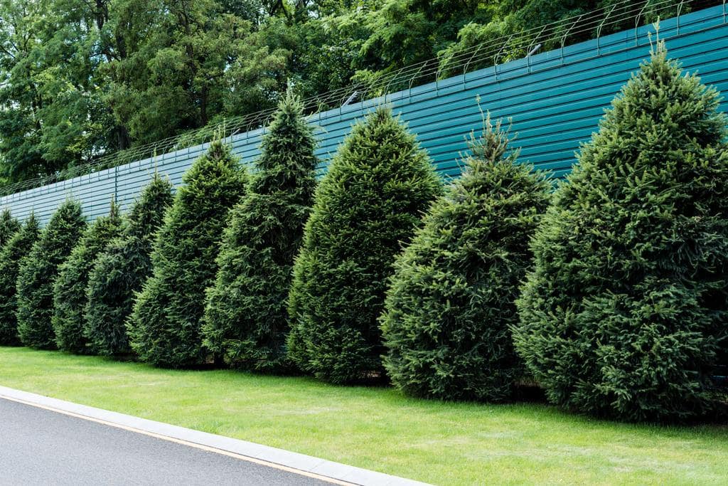 Healthy Boundaries in Relationships: Never Tolerate These 9 Behaviors 6 fluffy green fir trees grass fence summertime