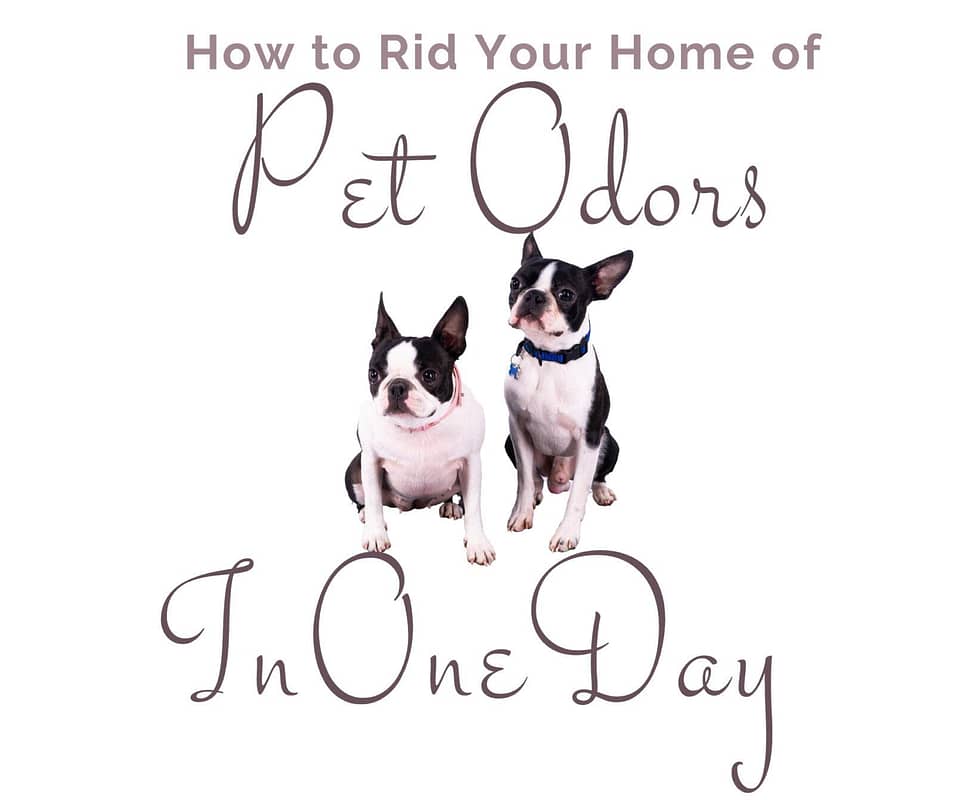 How to Completely Rid Your Home of Pet Odors 8 How to Completely Rid Your Home of Pet Odors