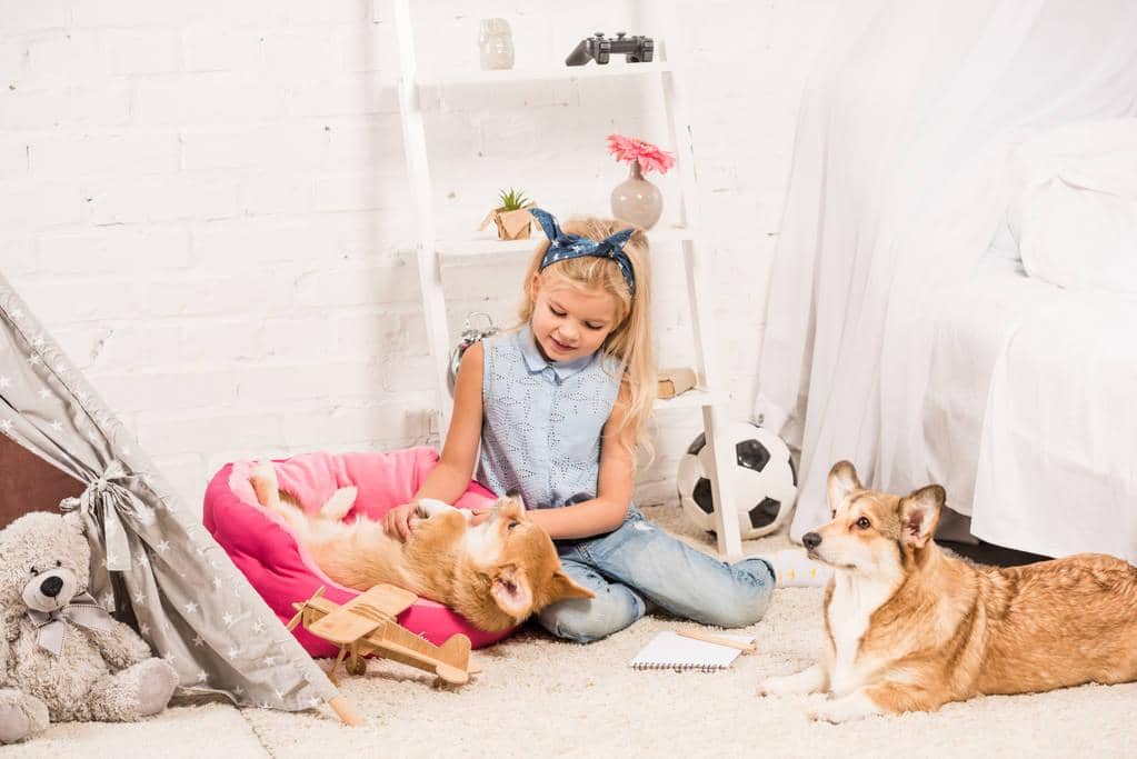 How to Completely Rid Your Home of Pet Odors 2 adorable child playing welsh corgi dogs home