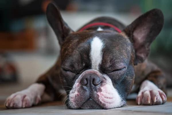 How to Completely Rid Your Home of Pet Odors 3 boston terrier pure breed sleeping background closeup