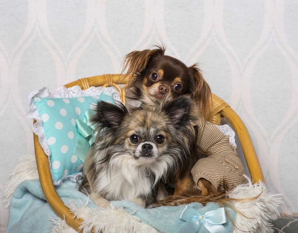 How to Completely Rid Your Home of Pet Odors 7 chihuahua dog sitting chair studio portrait