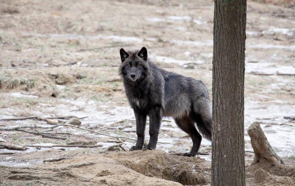 Why These 7 Sigma Male Types Are Incredible Partners 4 lone black wolf walking winter canada