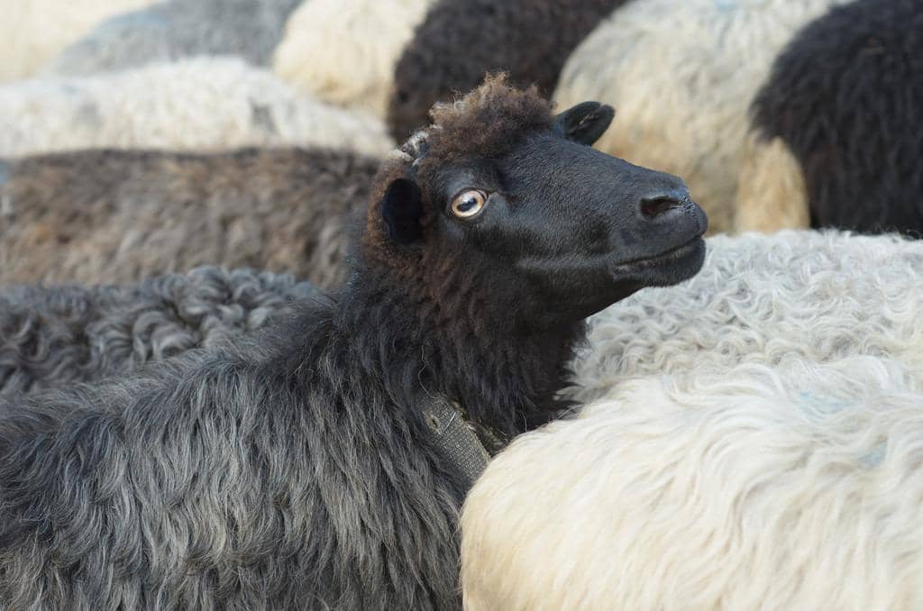 When Being the Black Sheep of the Family Truly Becomes a Power Move 7 Black sheep