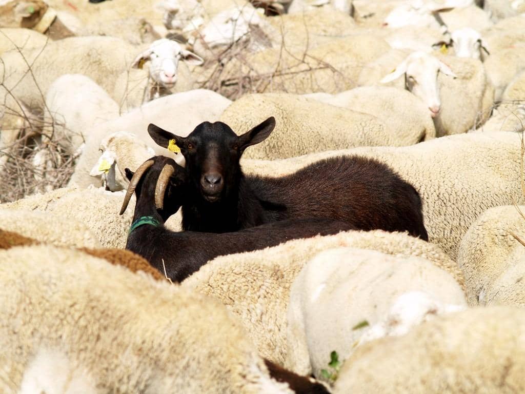 When Being the Black Sheep of the Family Truly Becomes a Power Move 2 i told you there is a certain dress code
