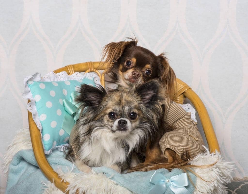 How to Completely Rid Your Home of Pet Odors 7 chihuahua dog sitting chair studio portrait