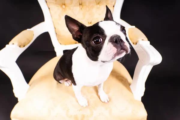 How to Completely Rid Your Home of Pet Odors 6 portrait boston terrier dog looking forward white background