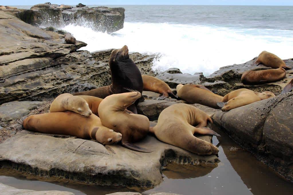 california harbor seals