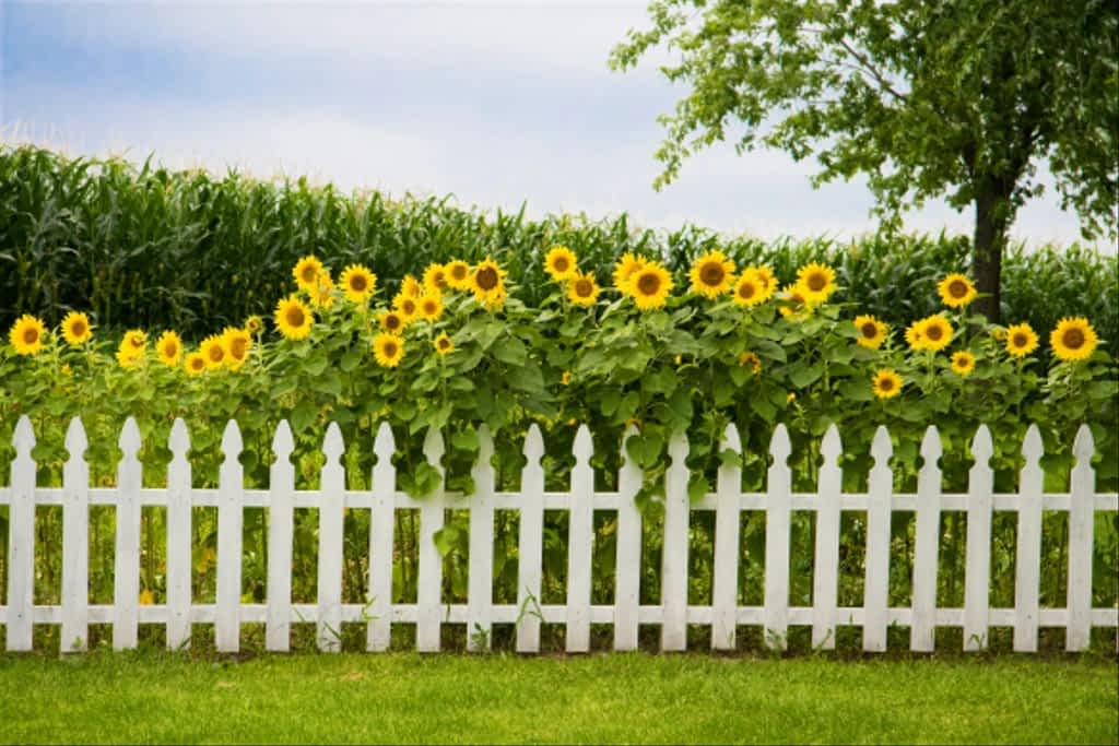 sunflower fence