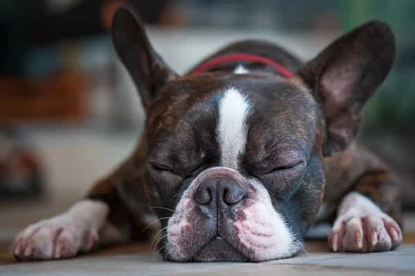 boston terrier pure breed sleeping background closeup