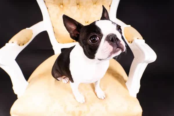 portrait boston terrier dog looking forward white background