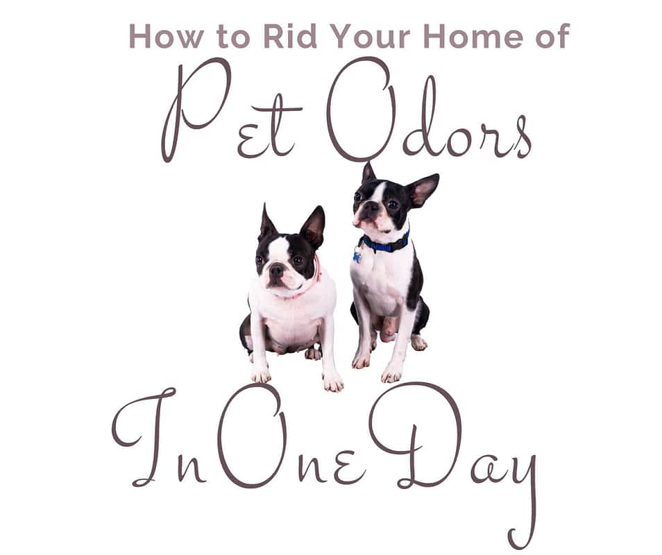 How to Completely Rid Your Home of Pet Odors