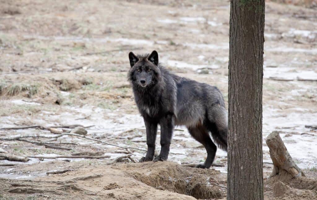 lone black wolf walking winter canada
