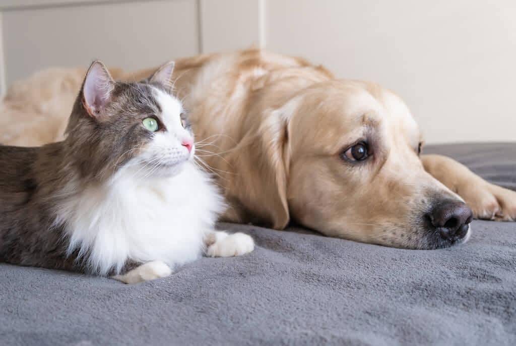 cat dog golden retriever lie together bed pets