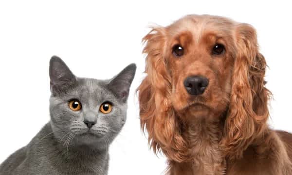 How to Completely Rid Your Home of Pet Odors 9 How to Completely Rid Your Home of Pet Odors